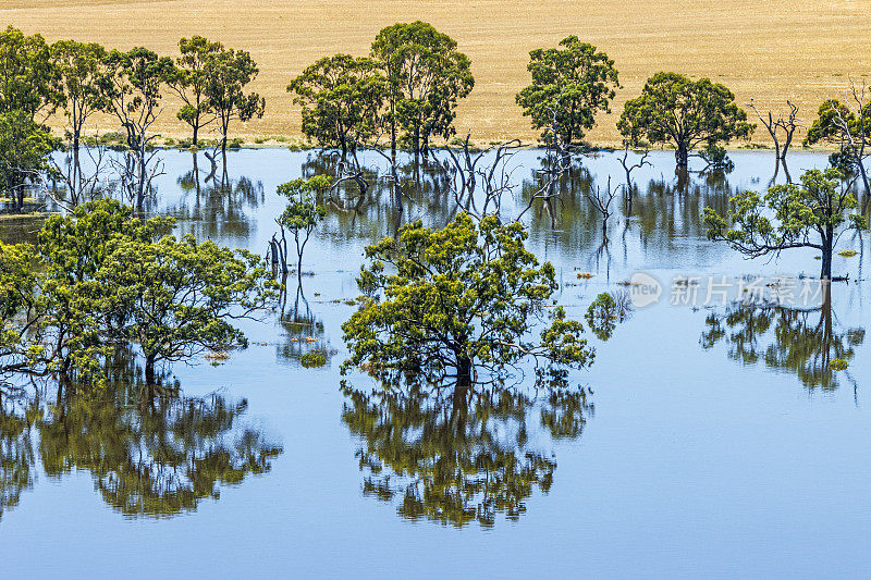 澳大利亚南部，穆雷河洪水上涨，农田树木倒映在平静的蓝色水面上