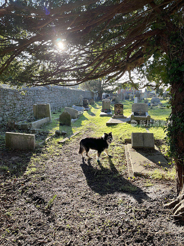 阳光明媚的墓地里的边境牧羊犬