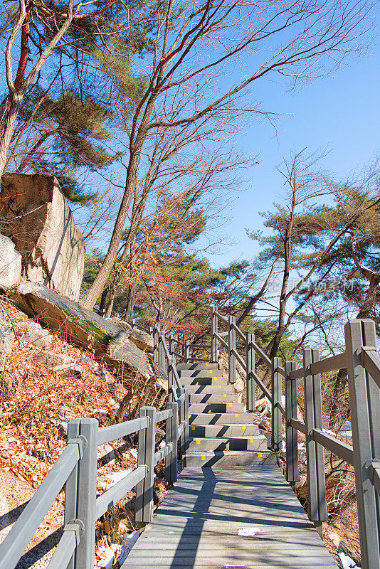 松树隧道通道