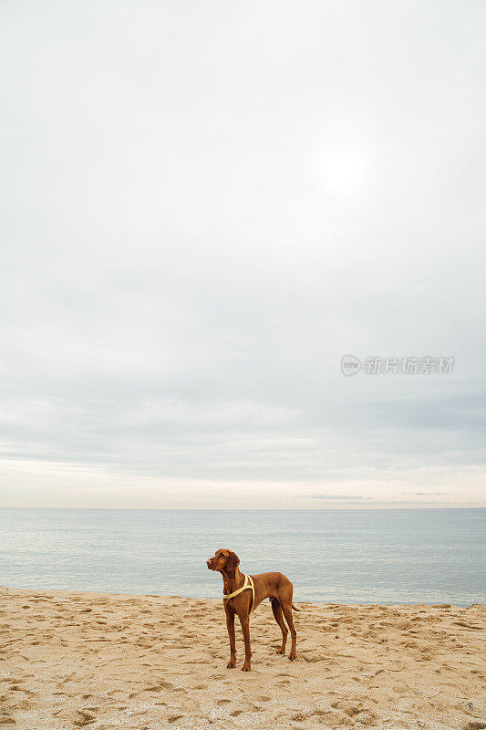 高大的棕色狗Vizsla站在沙滩上的沙滩上