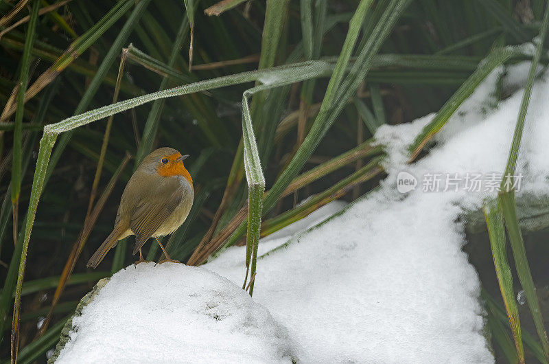 罗宾在花园瀑布上的雪地里