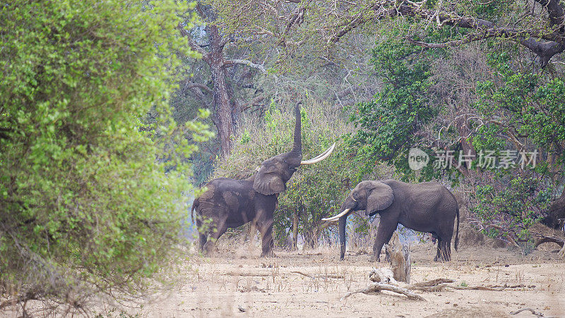 在津巴布韦，一种特殊的大象叫“Boswell”