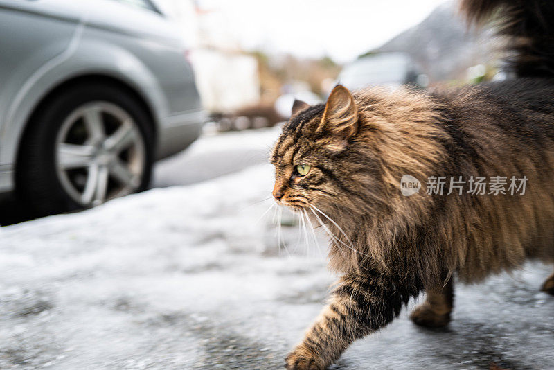 冬天来自北欧的巨大的毛茸茸的猫