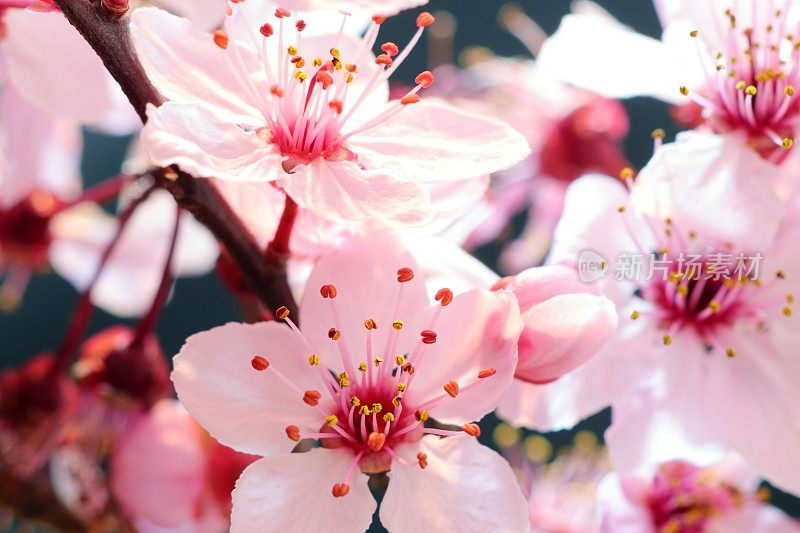 粉红色的樱花树开花-樱花