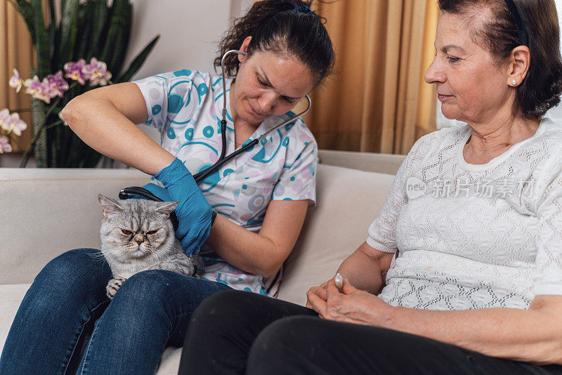 年轻的女兽医在家里看望猫并检查她