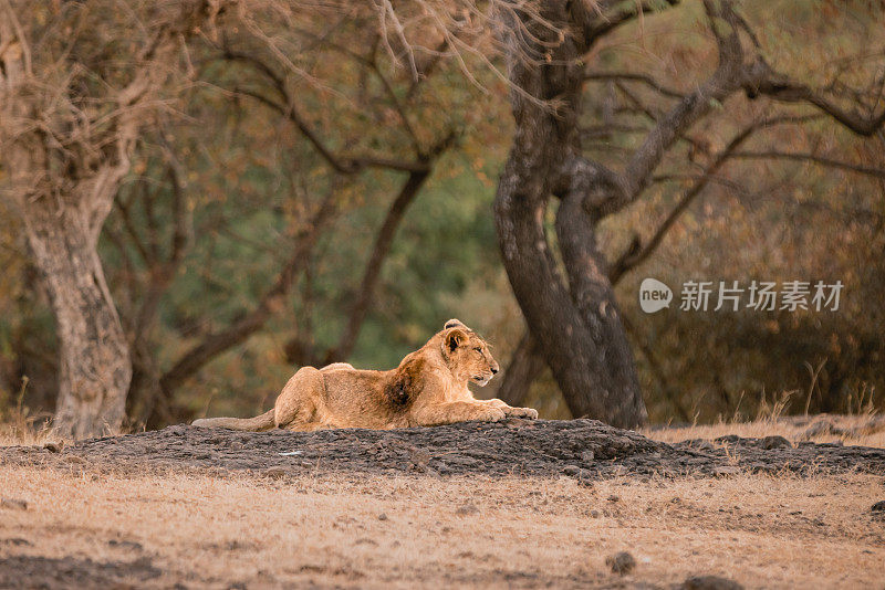一个小雄性亚洲狮幼崽坐下来放松的特写