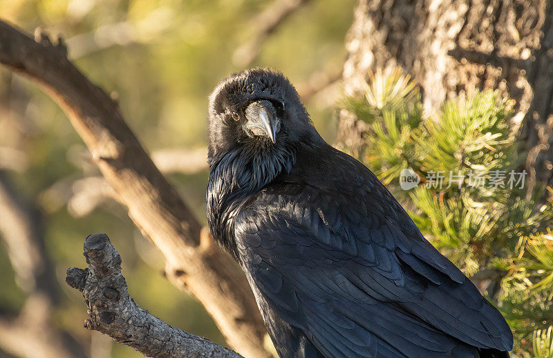 美国西部黄石生态系统中栖息在树上的乌鸦特写