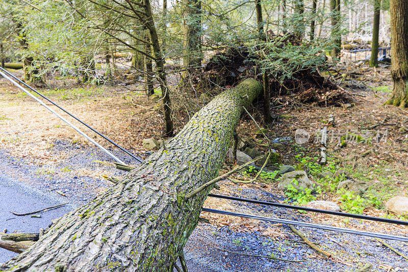 风暴过后，树林里一片恐怖:倒下的树造成道路堵塞和通讯中断