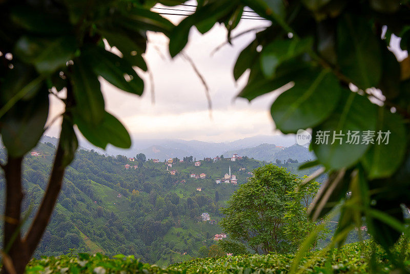 透过树林的山景