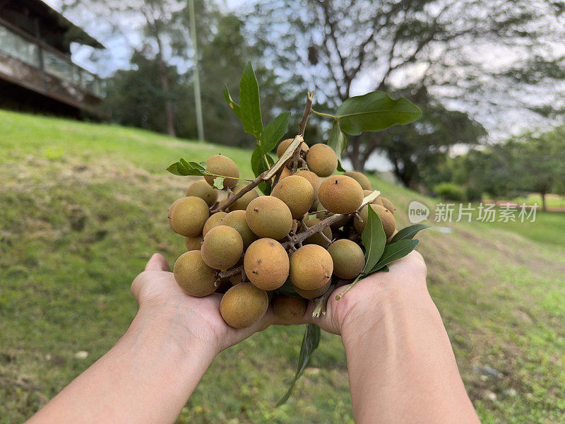 热带水果在手