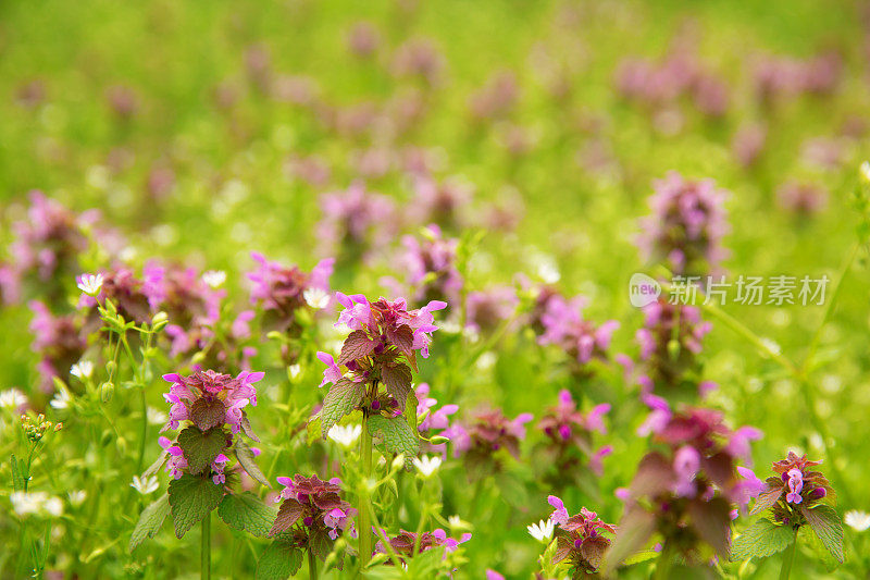 紫丁香荨麻生长在草地上