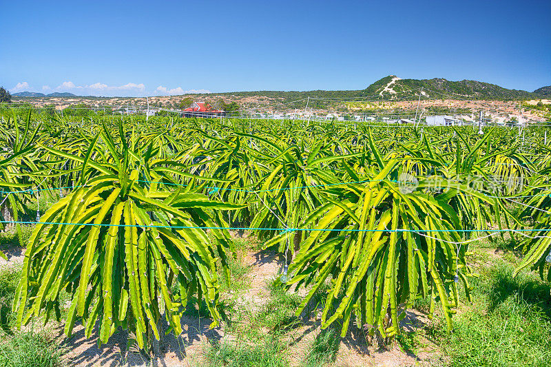 火龙果种植园