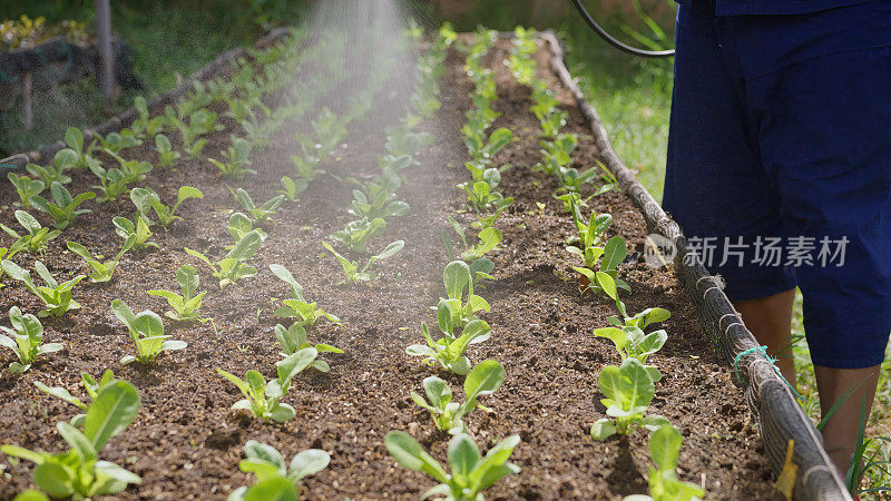 农民在蔬菜床上喷洒生物发酵水。