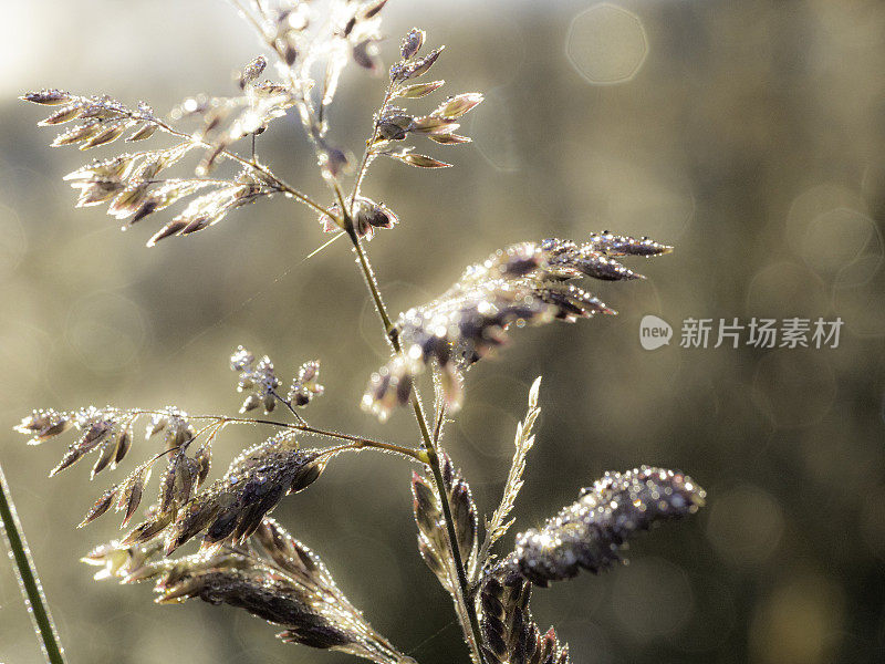 抽象褐草背景