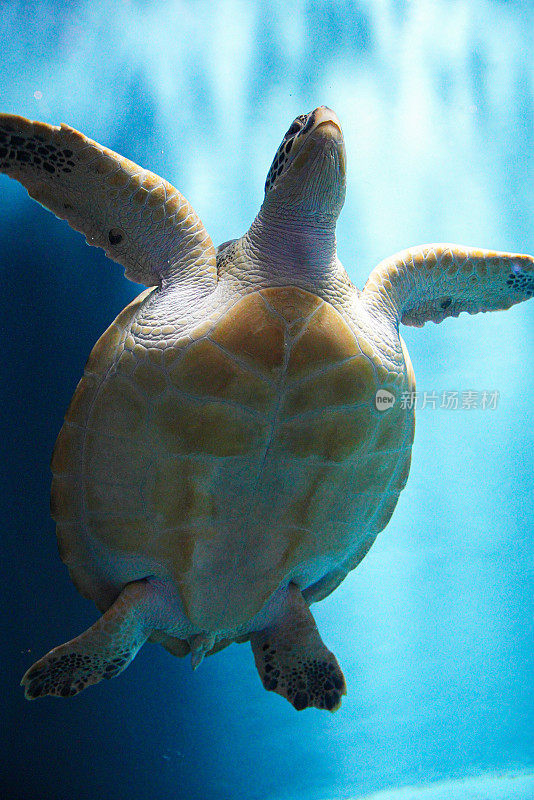 海龟在水族箱里游泳