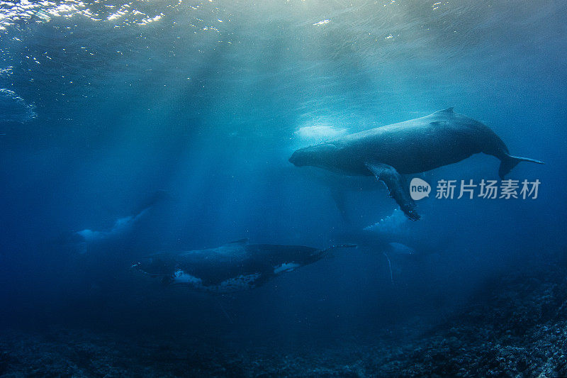 一头座头鲸在水下遭遇热跑，多头鲸在海面附近追逐