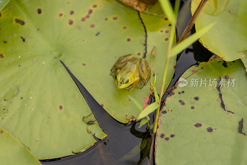 从上面看一只青蛙在漂浮的睡莲花瓣在黄昏的光