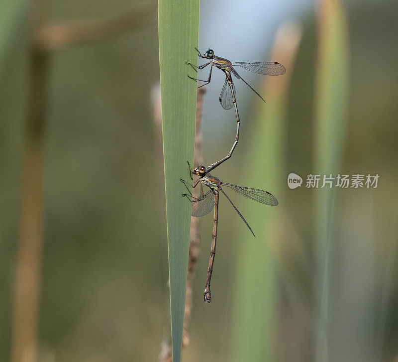 柳树翡翠豆娘在芦苇茎上。