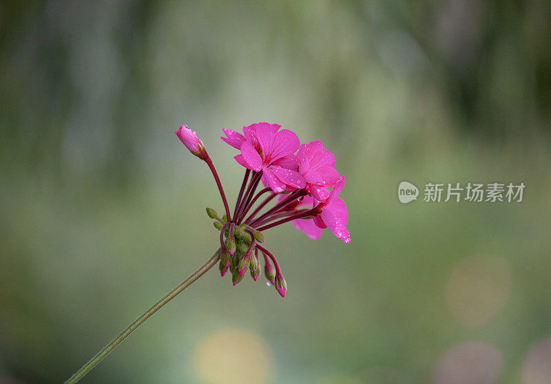 天竺葵、天竺葵花雨后近看