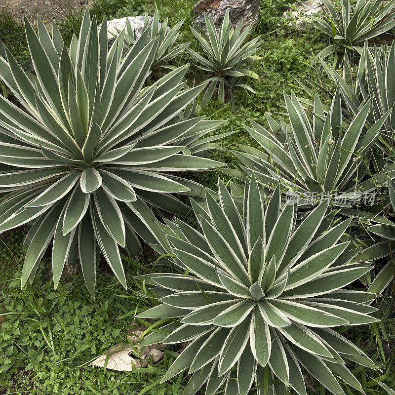 剑麻植物在花园里