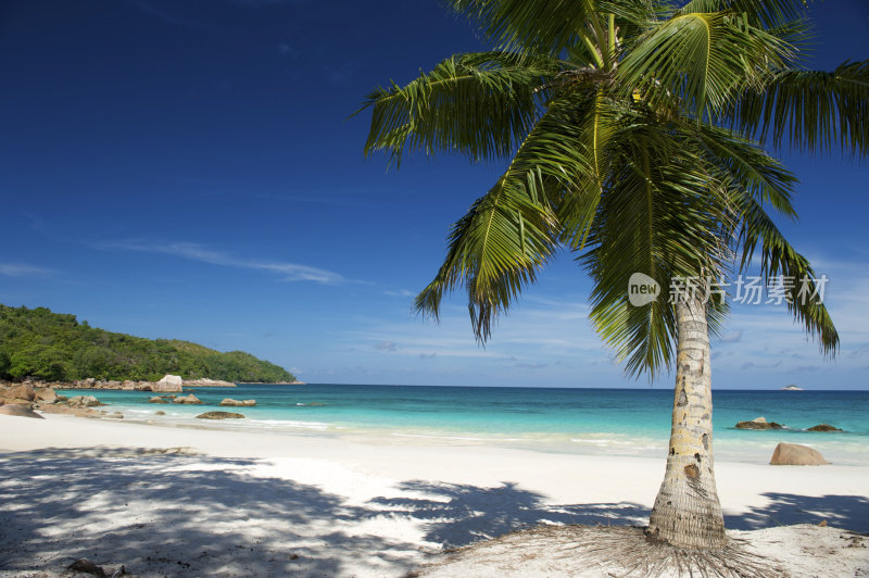 荒芜的热带岛屿梦想海滩棕榈树