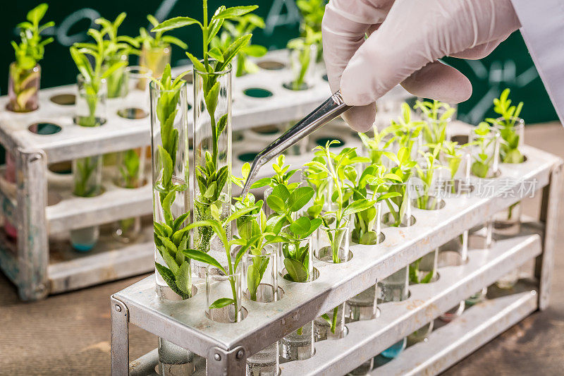 探索植物育种新方法的大学实验室