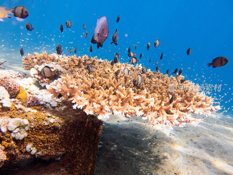 鹿角珊瑚礁鱼