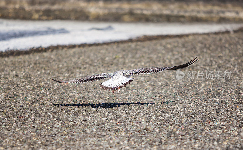 海鸥张开翅膀在海滩上飞翔和降落