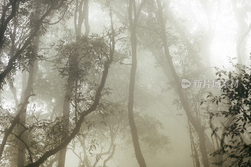 雾中的松林。