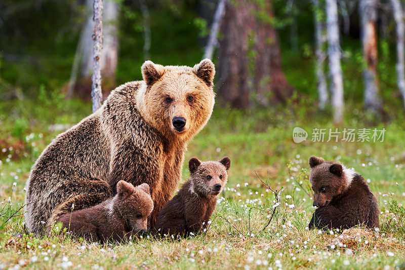 棕熊妈妈和她的孩子们