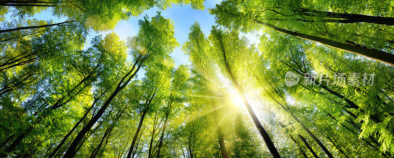 迷人的阳光洒在绿色的树梢上