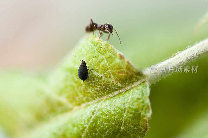 蚂蚁和蚜虫