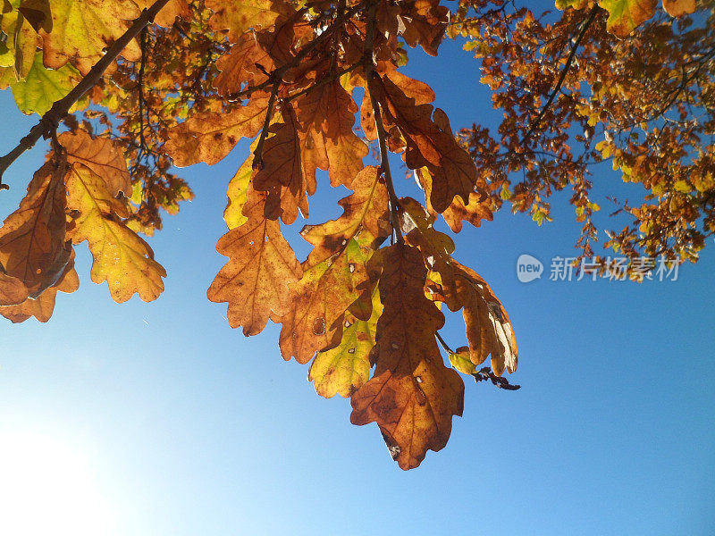 秋天的彩色橡树叶特写