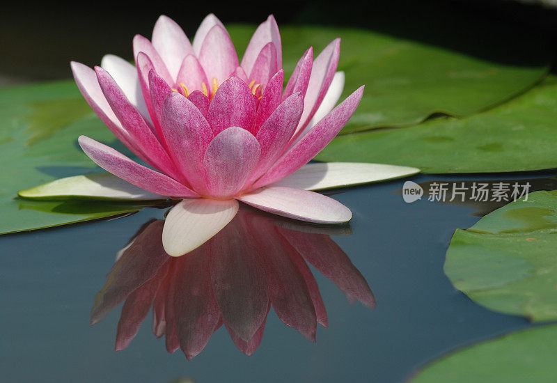 Lotus粉红色。