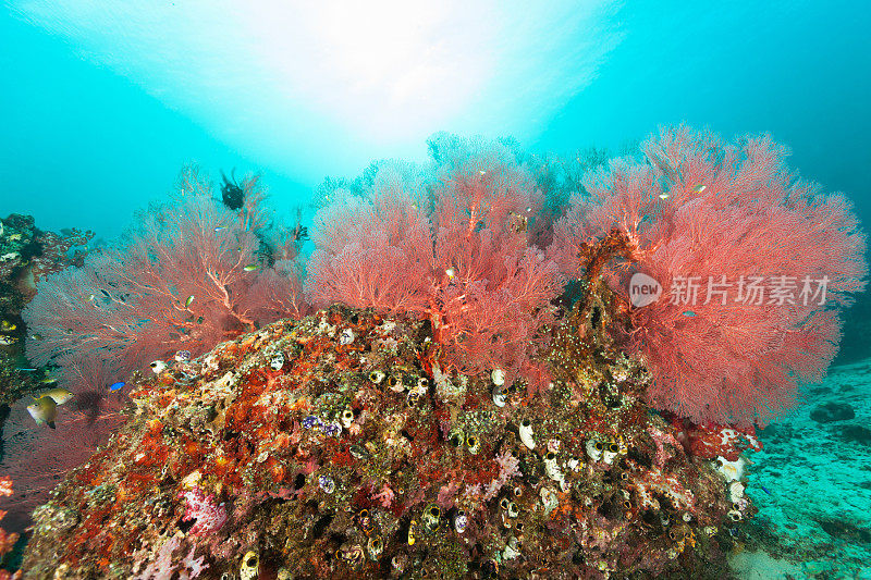 海鞘天堂，美丽的柳珊瑚海扇，Cenderawasih湾，巴布亚，印度尼西亚