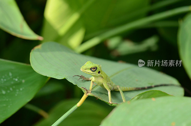 绿冠蜥