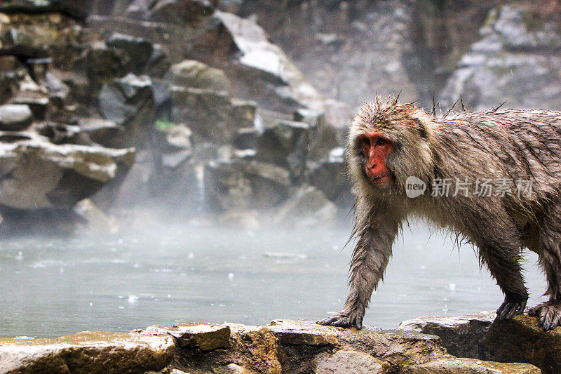 日本山内的日本猕猴