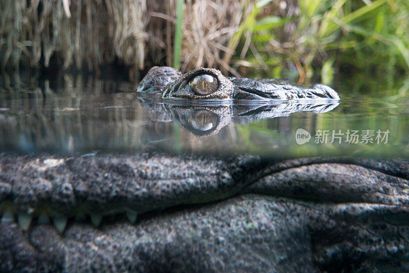 鳄鱼藏在水下