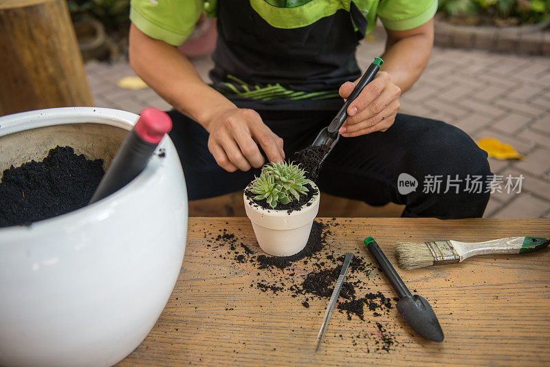 园丁在小陶器里制作肉质植物