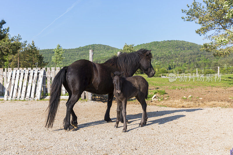 美丽的冰岛母马和她刚出生的小马驹在牧场上