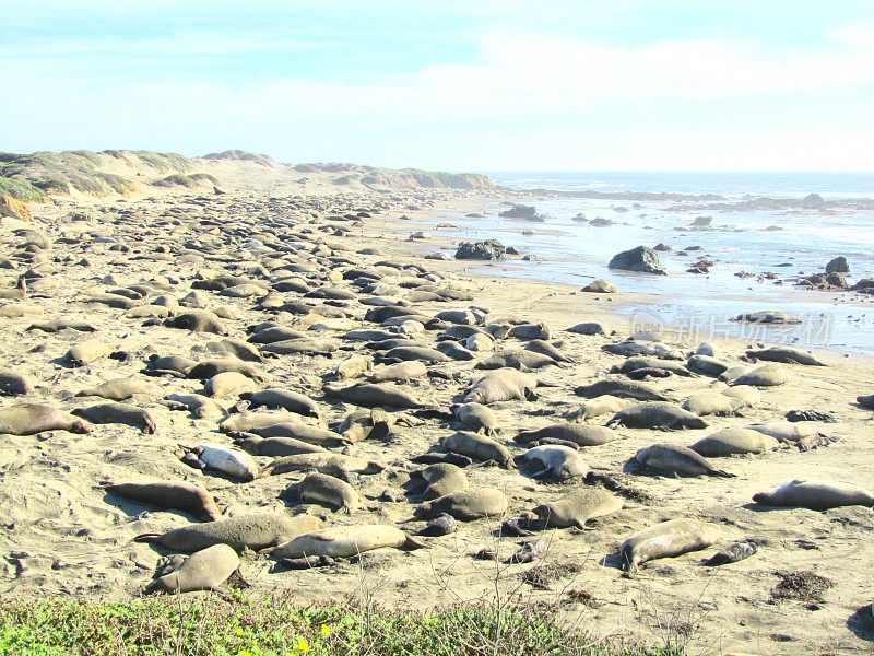 在加利福尼亚中央海岸的象海豹岩
