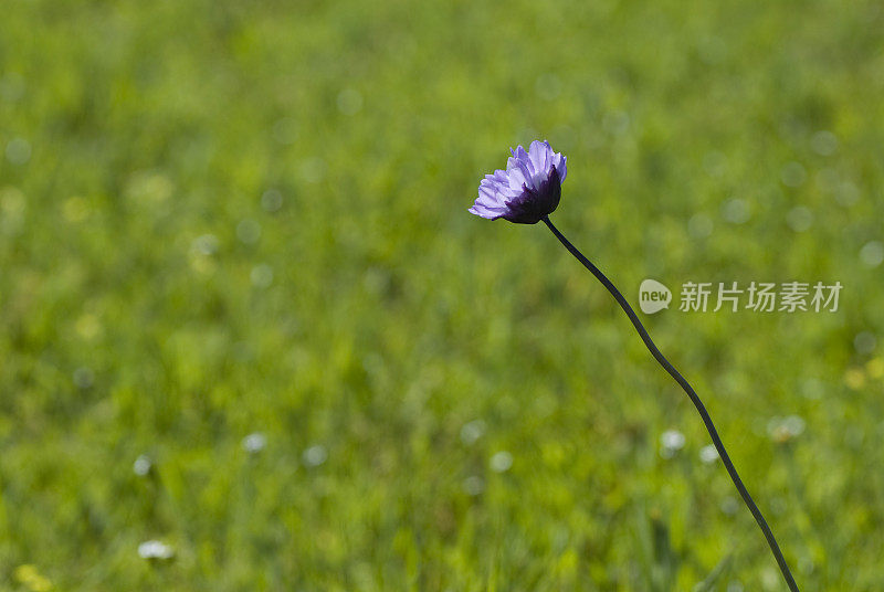 紫色的野花