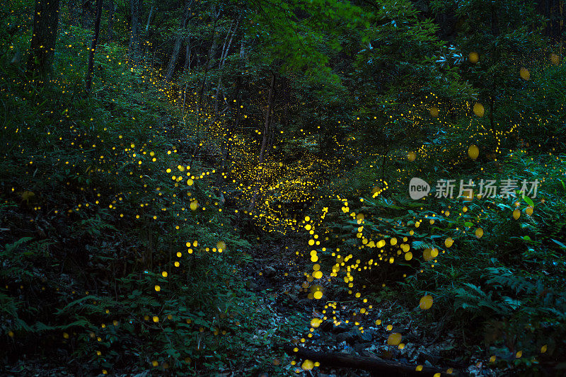 萤火虫夜间在森林里飞
