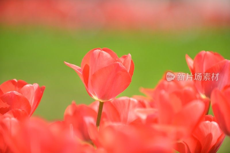 广岛和平纪念公园的郁金香花