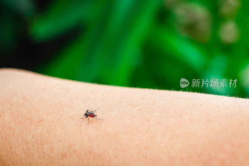 蚊子吸血照片。