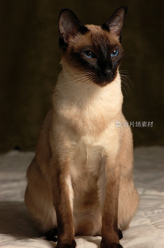 暹罗猫的肖像