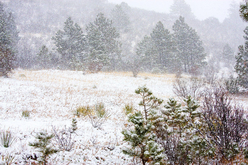 科罗拉多州派克国家森林的春雪