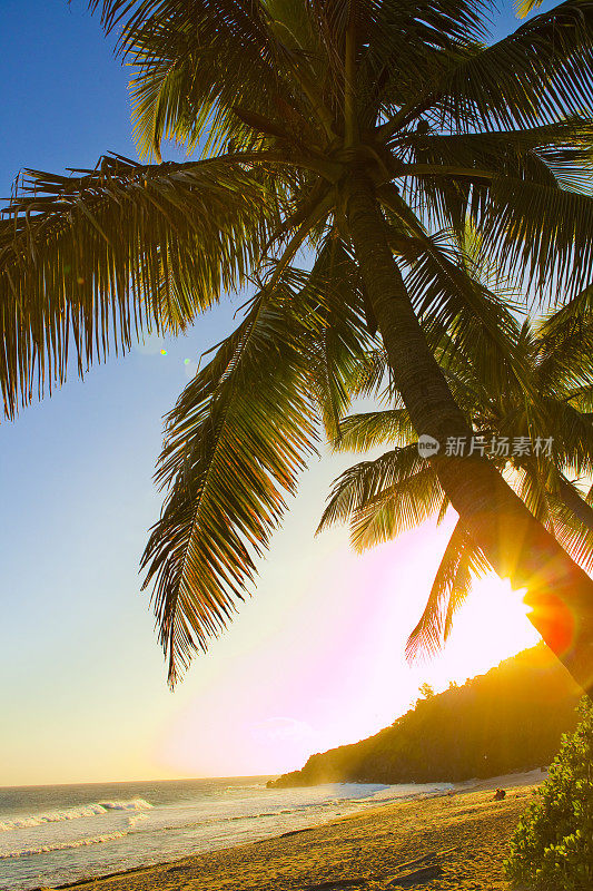 落日上的格兰德·安斯棕榈树-留尼汪岛