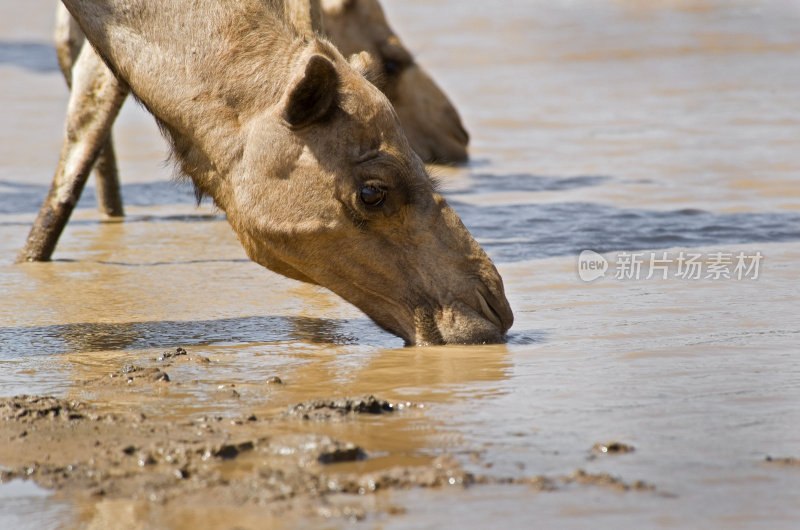 干渴的骆驼在绿洲里喝水