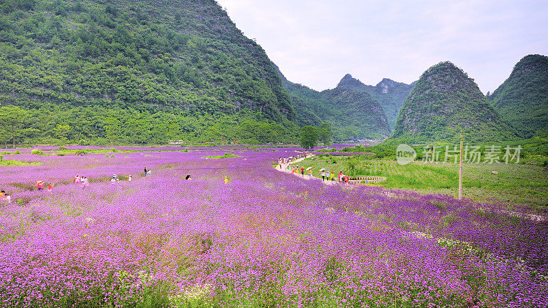 紫花如海